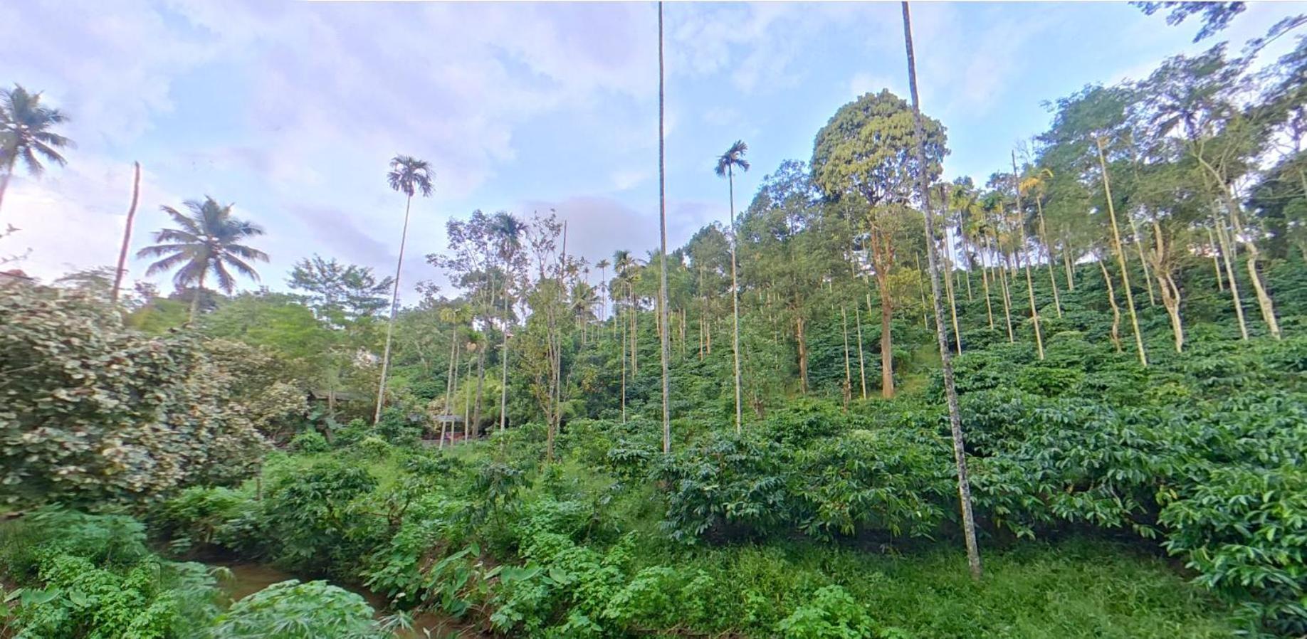 Wayanad Royal Stream Bed & Breakfast Kalpetta Bagian luar foto
