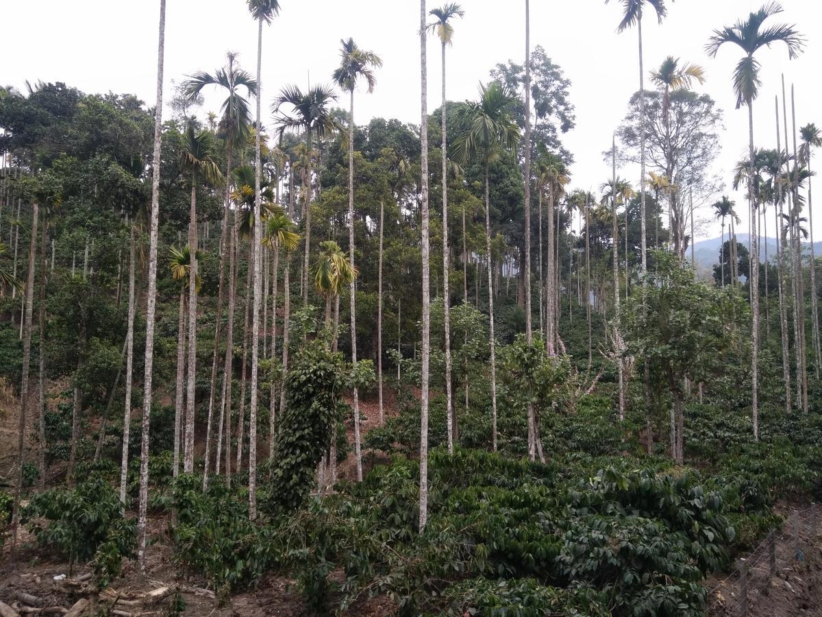 Wayanad Royal Stream Bed & Breakfast Kalpetta Bagian luar foto